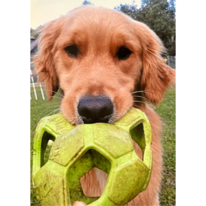 Photo of dog, pet loss, grieving