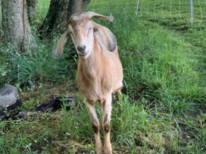 Pet goat memorial