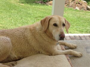 Pet memorial for Bonnie Kate Cooper