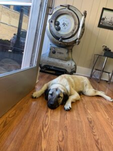Memorial photo of dog, Gnash