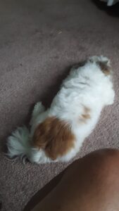 Buster the dog
