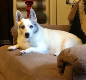 Animal grief photo