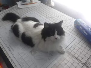 Miss Kitty: Always playful, when not napping. LOVED getting up close. Have a project? She wanted to be in the middle of it. Perfect Project Manager.