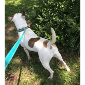 I found Ghost in a Craigslist ad in 2017 and was instantly in love with his cute face, and upon hearing how he was going to be euthanized if the foster returned him to the shelter, I had to take him home. He was so friendly and loving, but they had deemed him “aggressive”. I got to love him for almost 7 years and I can tell you he didn’t have a single aggressive bone in his body. He had been badly abused and possibly used for fighting. His rough beginning had traumatized him and created a very protective alpha who always stood up for his pack. He was an aggressive smuggler who would not take no for an answer and even at almost 70 pounds thought he was a lap dog, but his love got me through some of the toughest times in my life. While I am happy he’s not hurting anymore, the day we will meet again seems too far away to bare… I will always love you Ghost 🩵