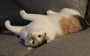 Angel was a beautiful calico baby that wanted to always feel like a princess. She had her own chair in the house and we miss her dearly :(