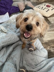 Our sweet Lexi. She was the absolute light of our lives, the reason I do anything. Playing ball with her Nerf Ball Gun was her absolute favorite activity. She loved to cuddle and beg for snickity-snacks whenever possible. My heart went with her when she passed. My sweet princess…. Mommies love you so much, baby girl.