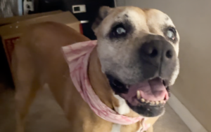 She’s a faun pit boxer who was resilient to life and was smothered with love!