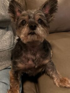 Laci was a sweet and loving little Yorkie. She was 12 years old. We will always love and miss her.