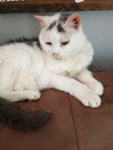 WeeWee was 18 years and 4 months RIP my sweet girl 5/15/2006-10/14/2024ths. I had her since she was 5 weeks old. She was the best girl and she loved me and I loved her.
