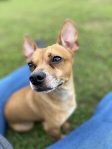 Doo was (& forever will be) our boy. He was days away from turning 9 & now our little family doesn’t feel whole anymore. Adjusting to life without the sound of his tippy tappies, his woos & his huge personality has been hard. It’s been a month and few days, life is drab without him. Reading that Dawn (Director of operations) spoke to him before the cremation made my husband and I cry, Doo loved to be talked to. He would listen, tilt his head and wag his tail as if he knew exactly what you were saying. We miss our baby, his dog sister misses him. As someone else stated, the grief is very real but weren’t we so fortunate to have him for the time we did. For such a small boy, his love sure was huge. We love you so much, Doo. 🖤
