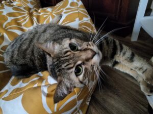 Tiger was so unique in personality and so loveable. He would be laying down next to us and if he heard a loud noise or something happen outside he would sit up and growl like he was protecting us. My husband would whistle and Tiger would come running to make sure everything was okay. Tiger always gave the best snuggles. We love you always and furever. You are greatly missed. You will always be our special buddy.