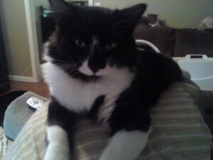 Tell About Your Pet: She was and will always be my best friend. She was in my life for 16 years and will miss her sweet baby kisses.