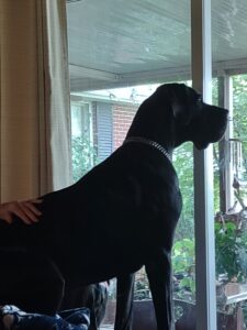 Atlas was the biggest, kindest, gentle, caring soul. His presence will truly be missed by our Family. Rest in Heaven, our gentle giant.