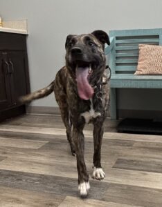 Thor: He was best loving service dog